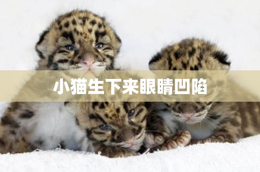 小貓生下來眼睛凹陷