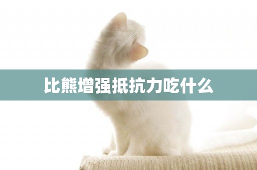 比熊增強抵抗力吃什么