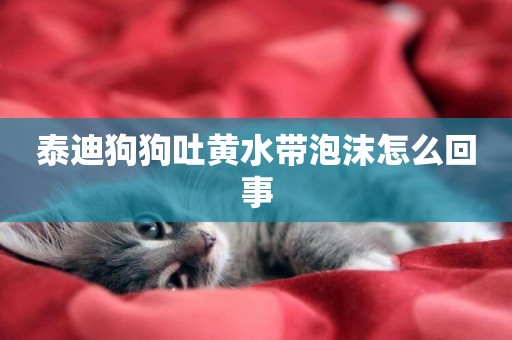 泰迪狗狗吐黃水帶泡沫怎么回事