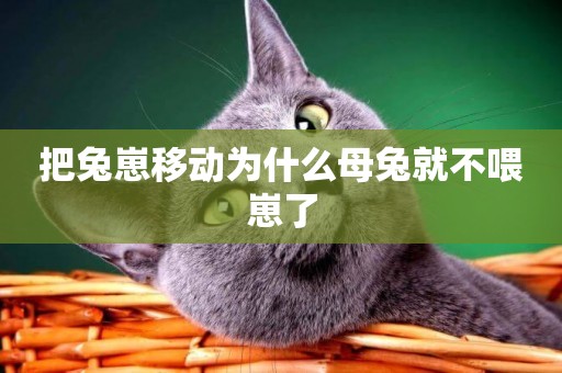 把兔崽移動為什么母兔就不喂崽了