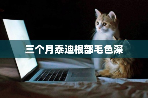 三個月泰迪根部毛色深