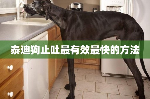 泰迪狗止吐最有效最快的方法