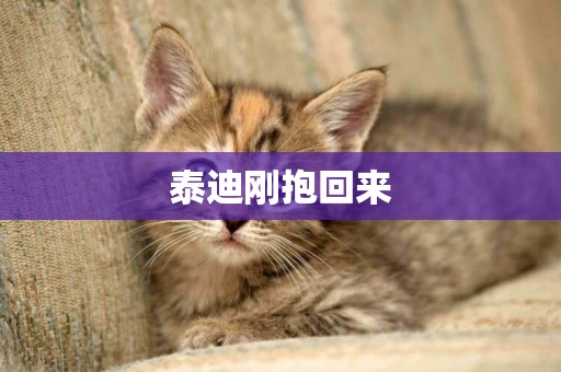 泰迪剛抱回來
