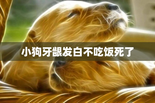 小狗牙齦發白不吃飯死了