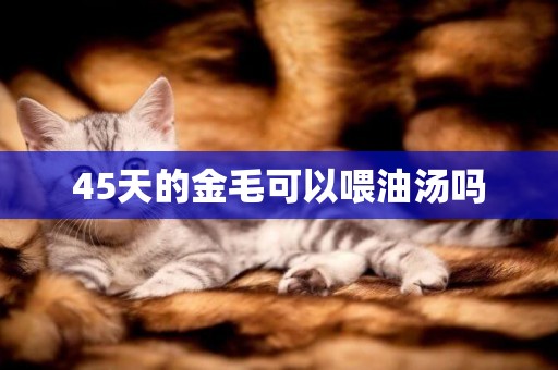 45天的金毛可以喂油湯嗎