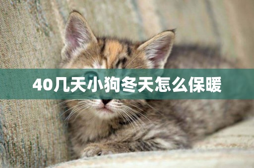 40幾天小狗冬天怎么保暖