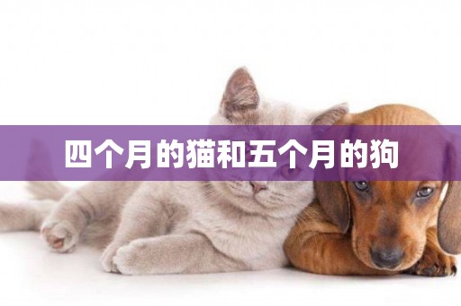 四個月的貓和五個月的狗
