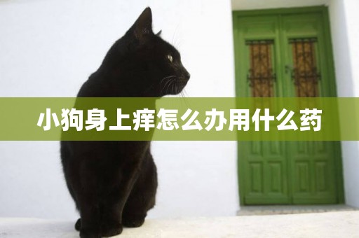 小狗身上癢怎么辦用什么藥