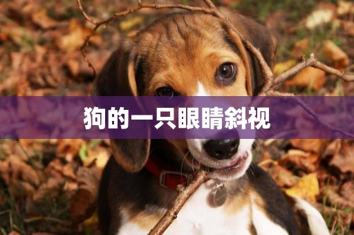 狗的一只眼睛斜視