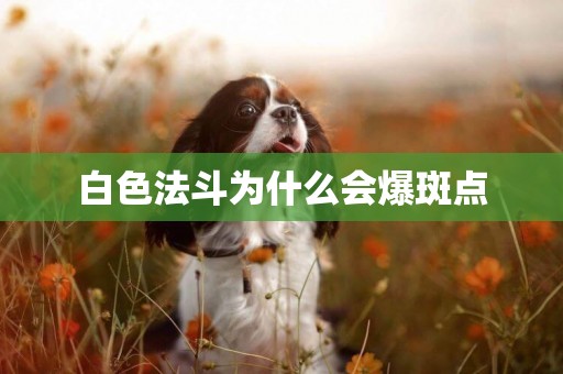 白色法斗為什么會爆斑點