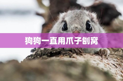 狗狗一直用爪子刨窩