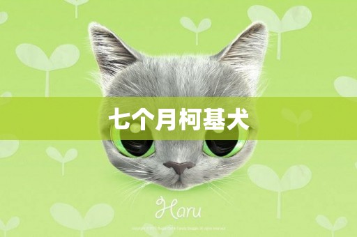 七個月柯基犬