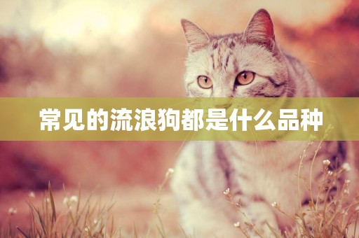 常見的流浪狗都是什么品種