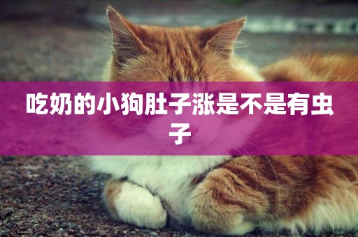 吃奶的小狗肚子漲是不是有蟲子
