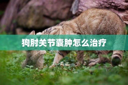 狗肘關節囊腫怎么治療