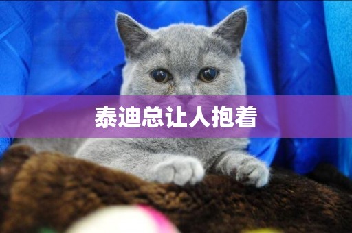 泰迪總讓人抱著