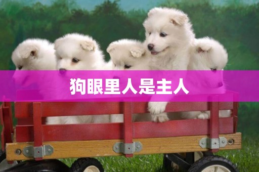 狗眼里人是主人