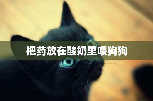 把藥放在酸奶里喂狗狗