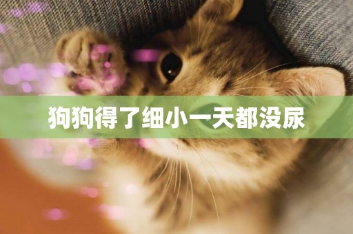 狗狗得了細小一天都沒尿