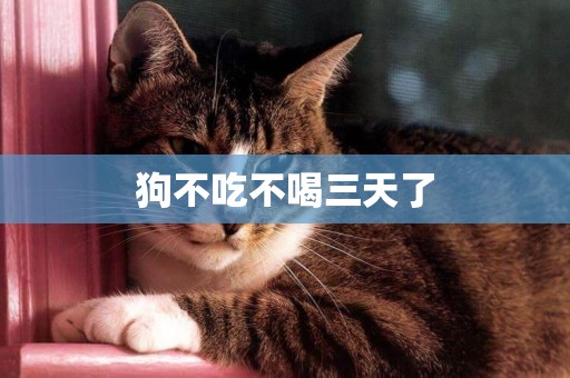 狗不吃不喝三天了