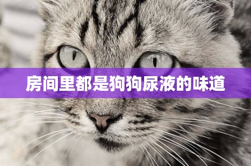 房間里都是狗狗尿液的味道