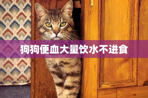 狗狗便血大量飲水不進食
