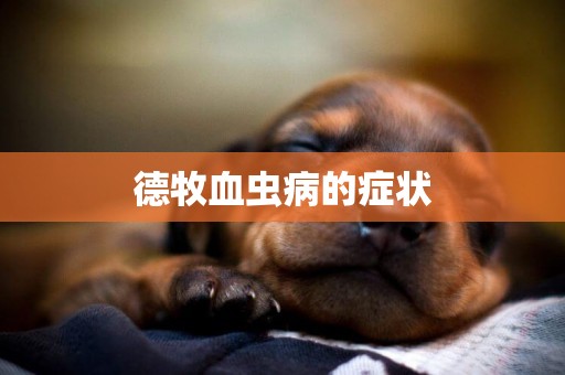 德牧血蟲病的癥狀