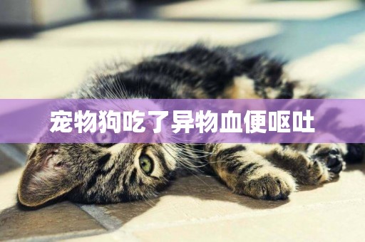 寵物狗吃了異物血便嘔吐
