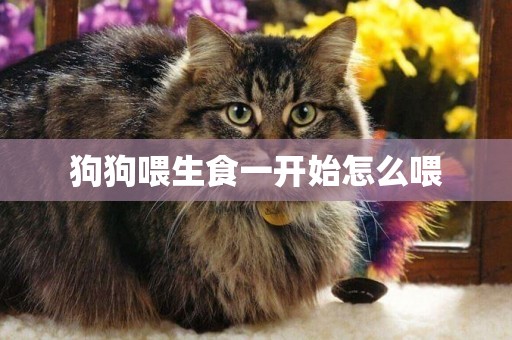 狗狗喂生食一開始怎么喂
