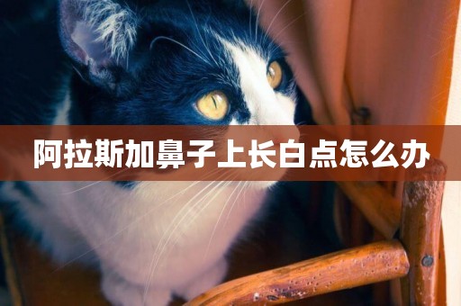 阿拉斯加鼻子上長白點怎么辦