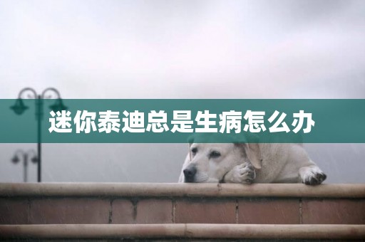 迷你泰迪總是生病怎么辦