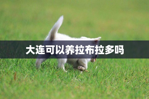 大連可以養拉布拉多嗎