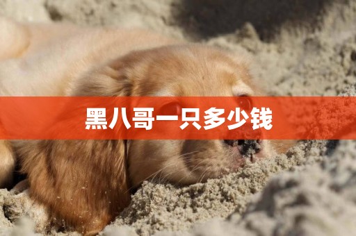 黑八哥一只多少錢