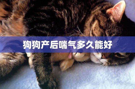 狗狗產后喘氣多久能好