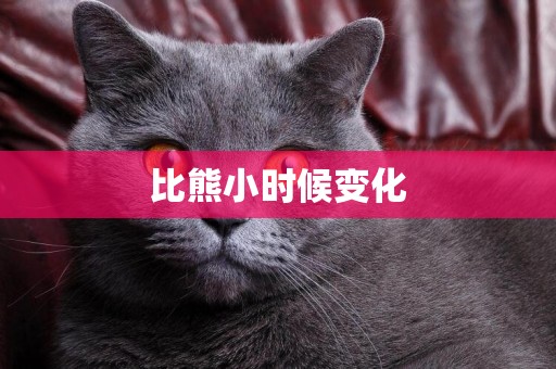 比熊小時候變化