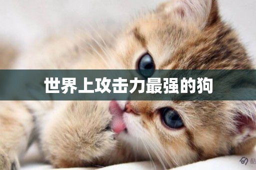 世界上攻擊力最強的狗