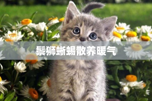 鬃獅蜥蜴散養暖氣