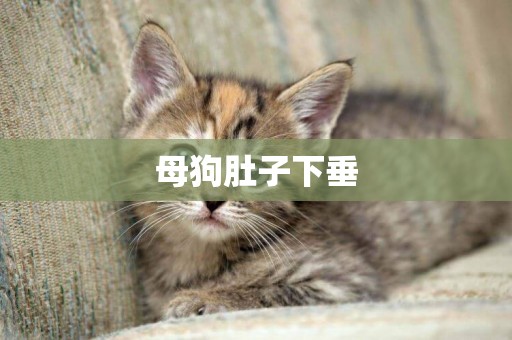 母狗肚子下垂