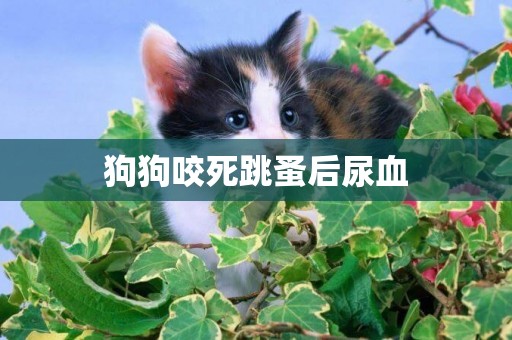 狗狗咬死跳蚤后尿血