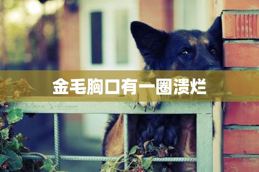 金毛胸口有一圈潰爛