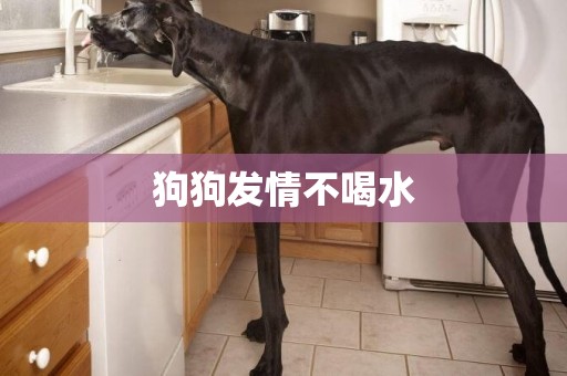 狗狗發情不喝水