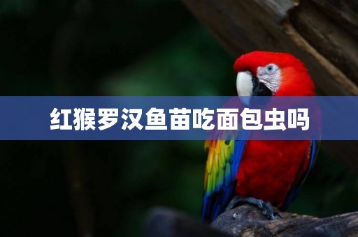 紅猴羅漢魚苗吃面包蟲嗎