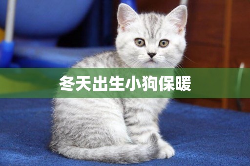冬天出生小狗保暖