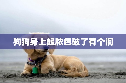 狗狗身上起膿包破了有個洞