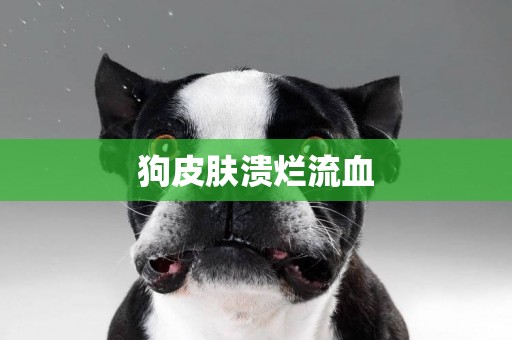 狗皮膚潰爛流血
