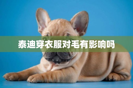 泰迪穿衣服對毛有影響嗎
