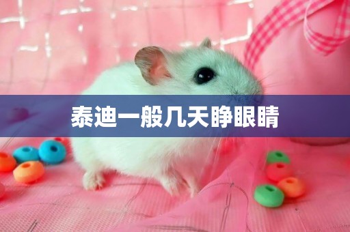 泰迪一般幾天睜眼睛