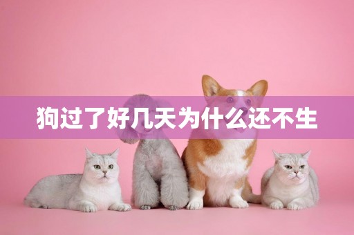 狗過了好幾天為什么還不生