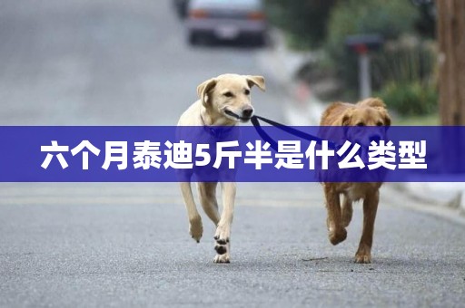 六個月泰迪5斤半是什么類型