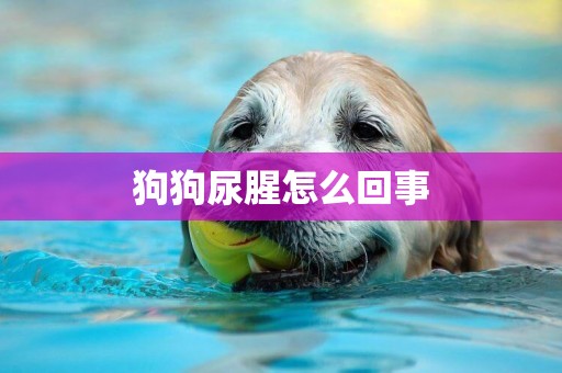 狗狗尿腥怎么回事